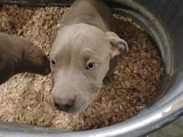 American Pit Bull Terrier – American Pit Bull Terrier – Aurora
