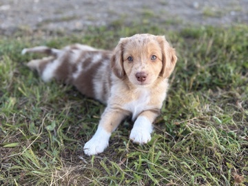 Nova Scotia Duck Tolling Retriever – Nova Scotia Duck Tolling Retriever/Australian Shepherd Welpen – Behrendorf