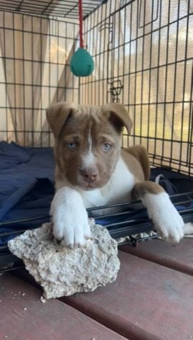 American Pit Bull Terrier – Pitbull -mixed