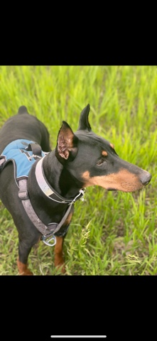 Doberman Pinscher – Queen the Dobe!