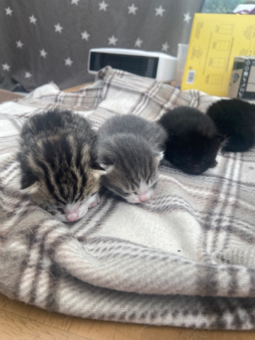 European Shorthair – Cute European Kittens