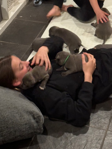 KC champ blue Staffordshire bull terrier puppies