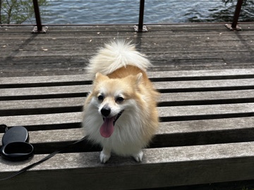 Pomeranian – MY Dog is pregnant and due to have 5 babies next week – Washington