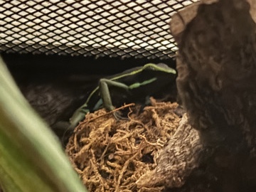 Dart Frog – Ameerega trivittata – Orlando