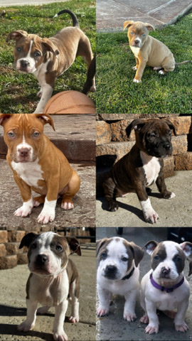 American Pit Bull Terrier – 10 American bully xl puppies left and looking for a good home