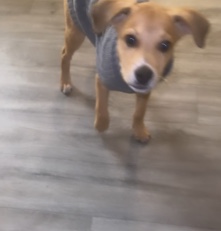 dog for sell