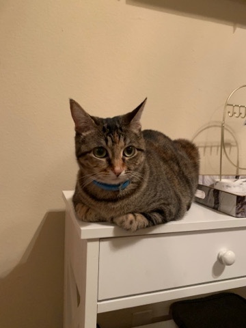Russian White, Black and Tabby – Aurora, Gray tabby cat