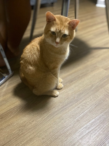 American Shorthair – Rehome my cat