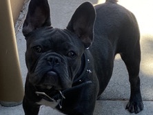 French Bulldog – Frenchie Puppy
