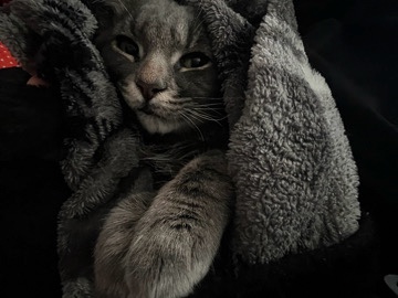 Maine Coon – Selling Cat – Fort Pierce