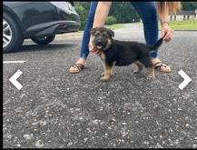 German Shepherd – quality working line GSD