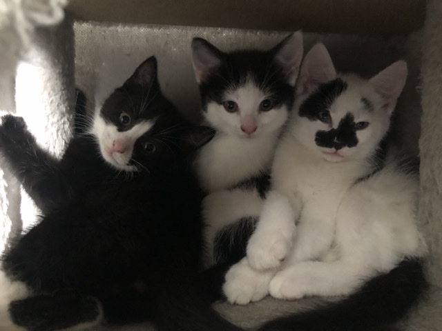 3 beautiful kittens – Pontefract