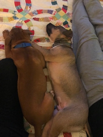 Selling two lovable pet and Sharpay mixes five mon