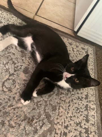 leo