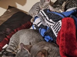 American Shorthair – FREE Cats/kittens – Moriarty