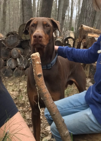Doberman Pinscher – AKC Guard Dog