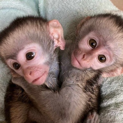 monkey – Adorable baby capuchin monkeys 🥰