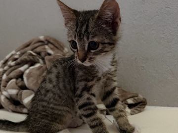 1month old michi domestic short hair kitten – Fresno
