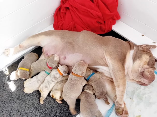 Bulldog – British  bulldog – St Albans