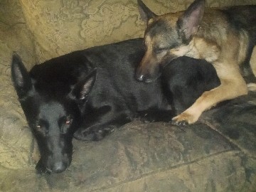 German Shepherd – German shepherds