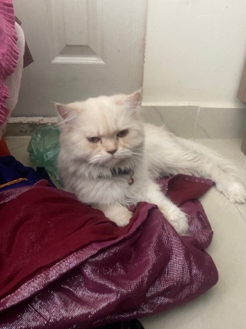 Persian (Modern) – Persian cat punch face