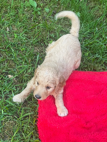 goldendoodle