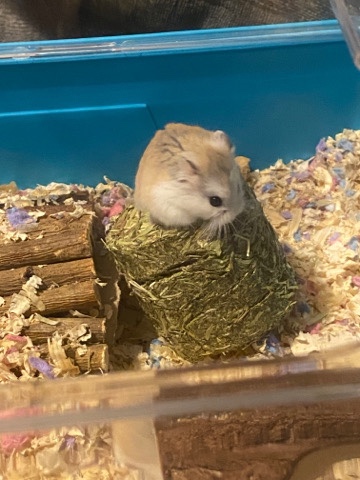 roborovski hamster