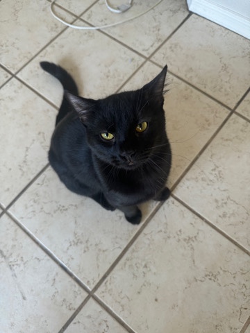 Russian White, Black and Tabby – handsome boy needs a new home