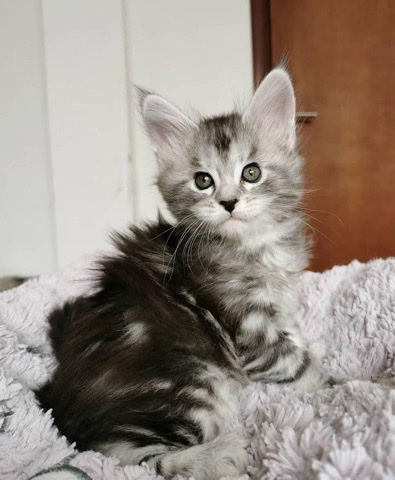 Maine Coon – mainecoon kitten