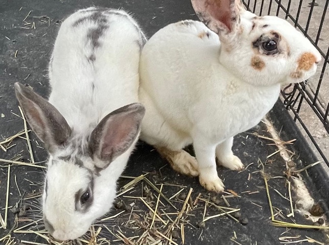 rabbits