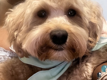 Shih Poo – free dog – Baltimore