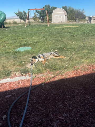 Catahoula Cur – Free Puppy