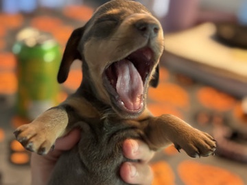 Dachshund – Short Haired Dachshunds