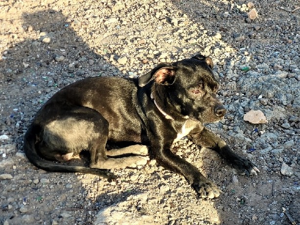 Dachshund - TJ needs a home! available for adoption in Phoenix