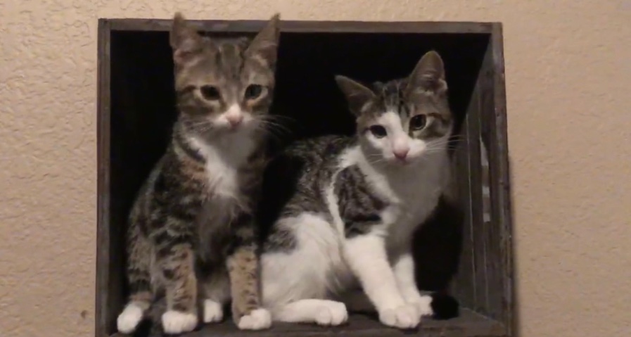 Brother Kittens ***