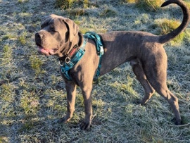 Cane Corso – male cane corse – Keighley