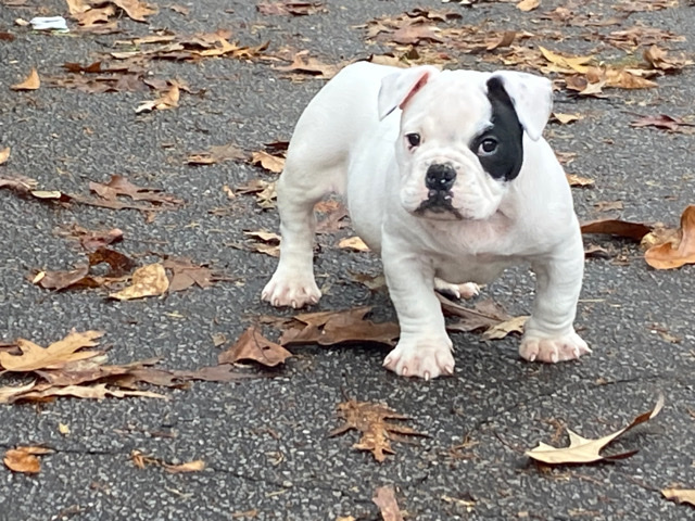 American Bulldog – bully puppie