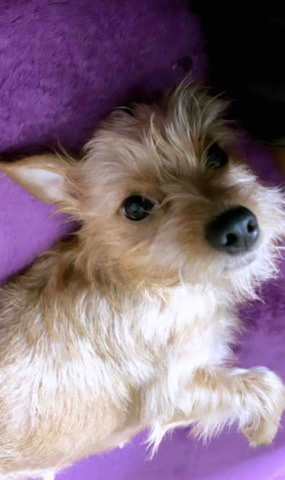 Chihuahua – Two Year Old Chihuahua Female Dog