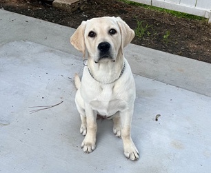 Labrador Retriever – Labrador Retriever – Rock Hill