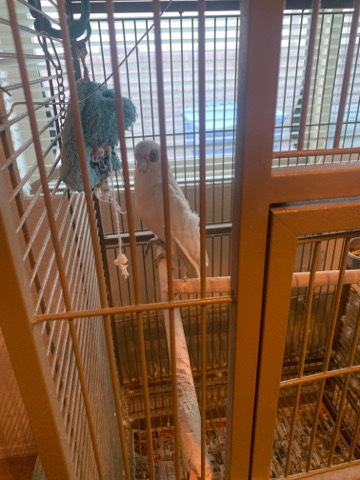 white cockatoo in need of rehome