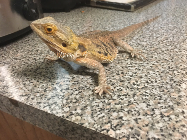 Bearded Dragon – bearded dragon come with cage – Columbus