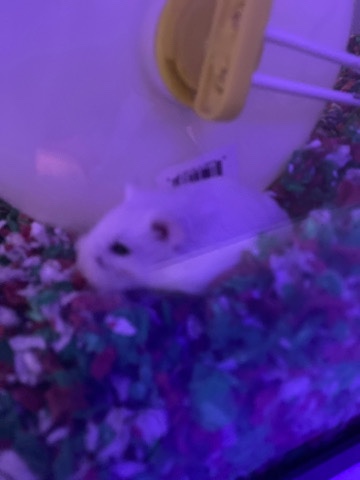 Any – 2 dwarf hamsters