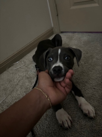 American Pit Bull Terrier – terrier Pitbull
