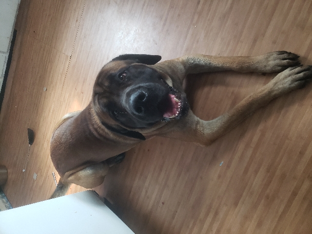 English Mastiff – male english mastiff