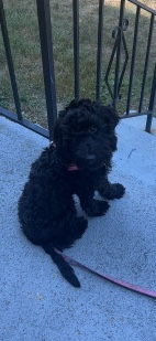 Rehome 8 month Mini Goldendoodle