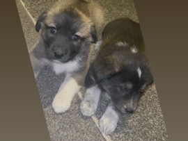 German Shepherd – German Shepherd puppies – Plano