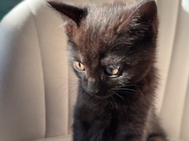 European Shorthair – Süßer Baybkater mit kompletten Zubehör!!!!! – Hannover