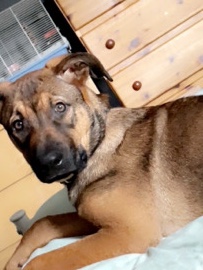 Belgian Shepherd Dog (Malinois) – 🐾 Callie – 5 Month Old Mali x Mastiff (Needs Experienced Home) – Guildford