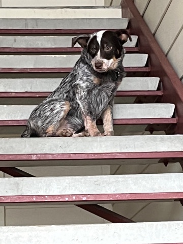 Australian Shepherd – canelo