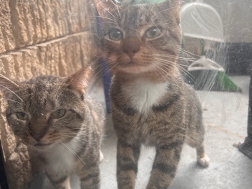 Two Adorable male bro cats – Takoma Park